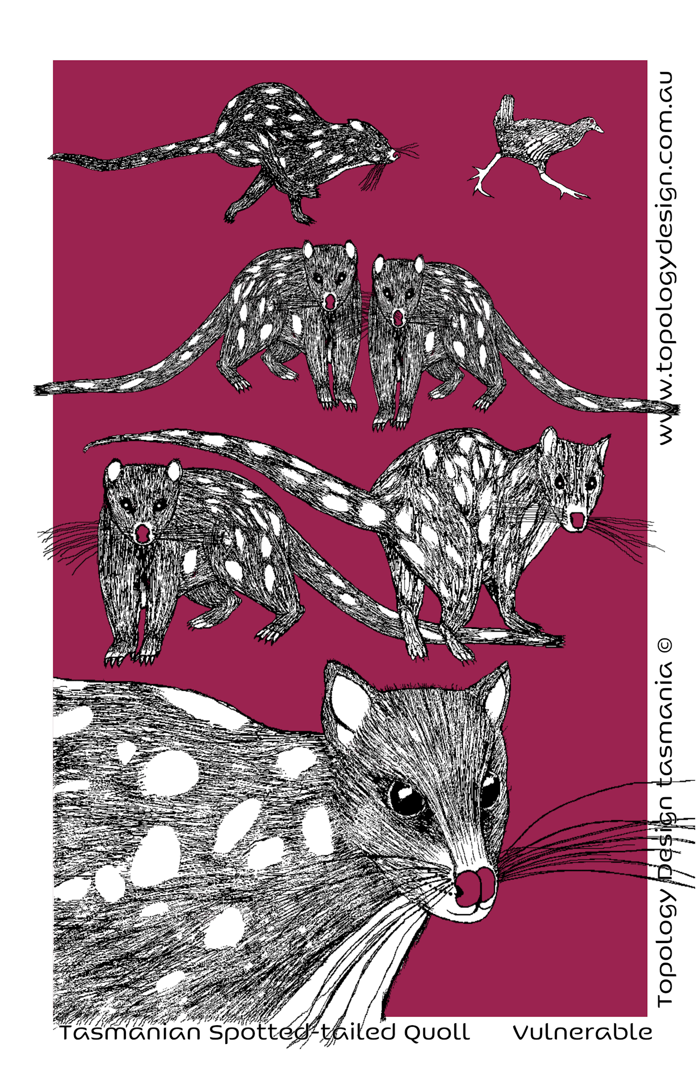 Tea Towel - Tasmanian Spotted-tailed Quoll