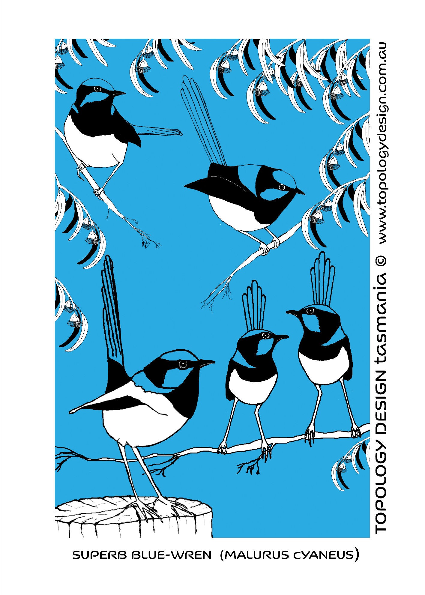 Tea Towel - Superb Fairy-Wren