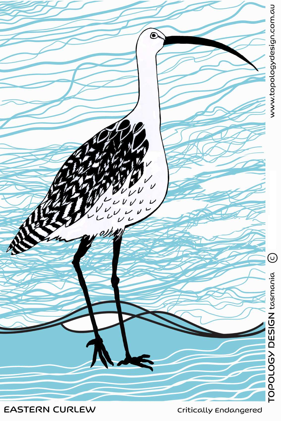 Tea Towel - Eastern Curlew