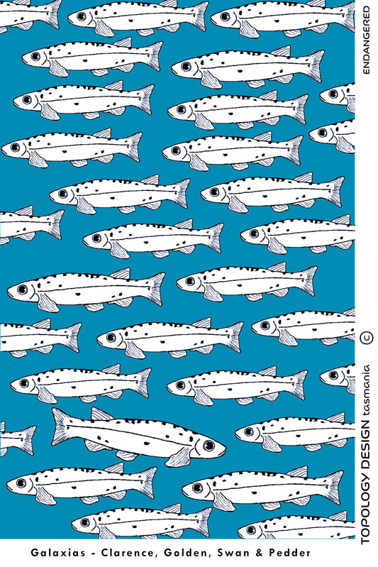 Tea towel - Galaxias fish