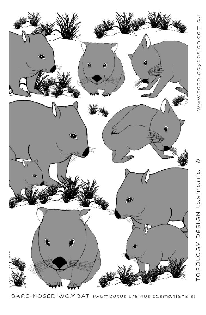 Tea towel - Bare-nosed Wombat