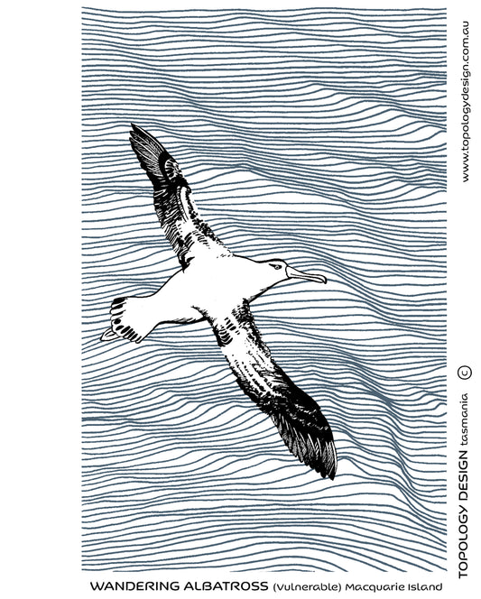 Tea Towel - Wandering Albatross
